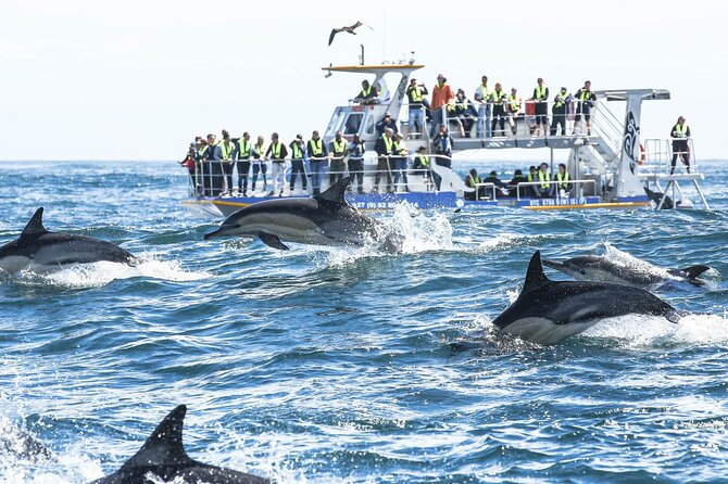 Hermanus Whale Watching and Wine Tasting Private Tour - Best for wildlife lovers, and best timing for whale season