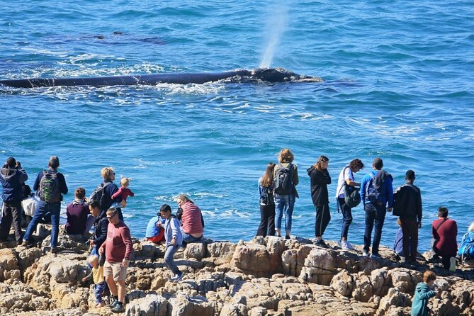Hermanus Whale Watching and Wine Tasting Private Tour - Cape Town to Hermanus: Sir Lowry’s Pass plus the Whale Coast Route (R44)