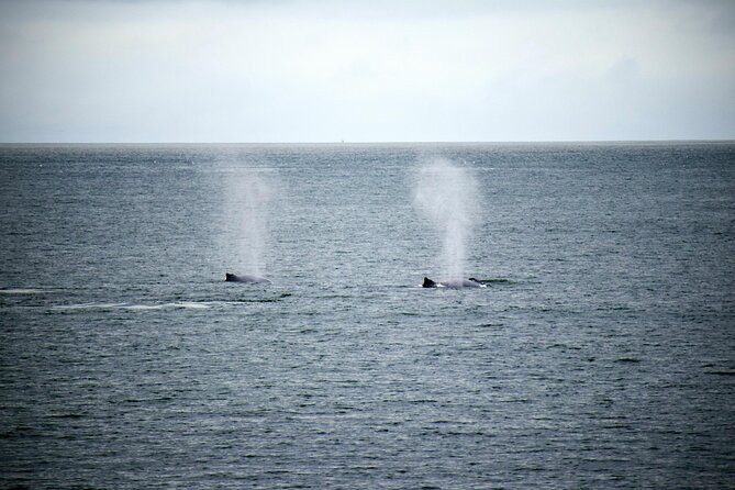 Hermanus Whale Watching and Wine Tasting - Stop 1: Dave de Beer Hermanus Whales and Walks