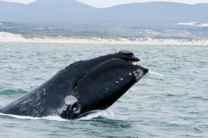 Hermanus Whale Watching & Penguins Shared Tour from Cape Town - Key things that make this Hermanus whale and penguin tour work
