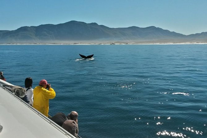 Hermanus Whale Watching & Penguins Shared Tour from Cape Town - From Cape Town to Hermanus: that early start is the whole game