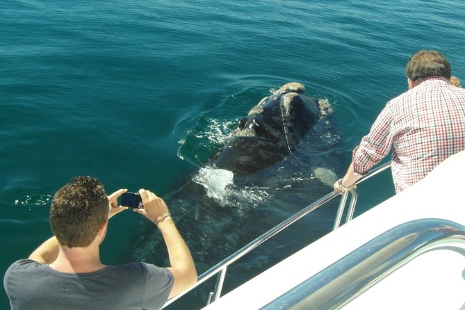 Hermanus Whale Watching & Penguins Shared Tour from Cape Town - The Fusion Restaurant lunch stop: quick, flexible, and not included