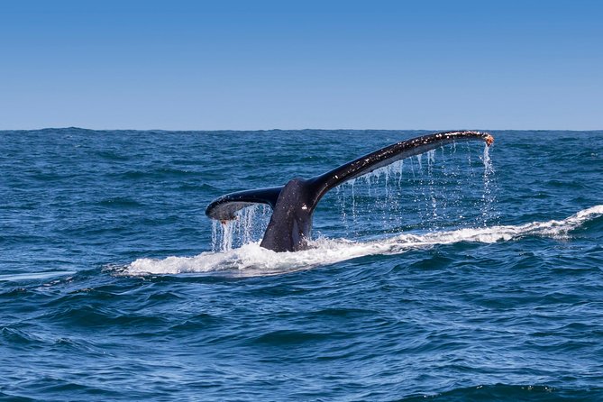 Hermanus Whale Watching & Penguins Shared Tour from Cape Town - Price and logistics: what you’re paying for at $144.54