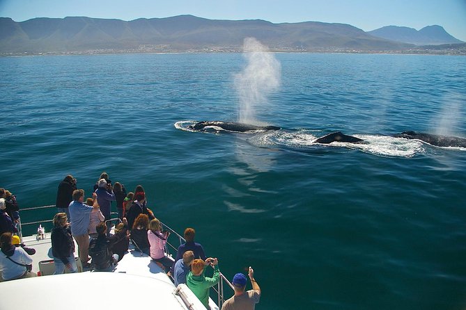 Hermanus Whale Watching & Penguins Shared Tour from Cape Town - Who should book this Hermanus whale and penguin tour from Cape Town