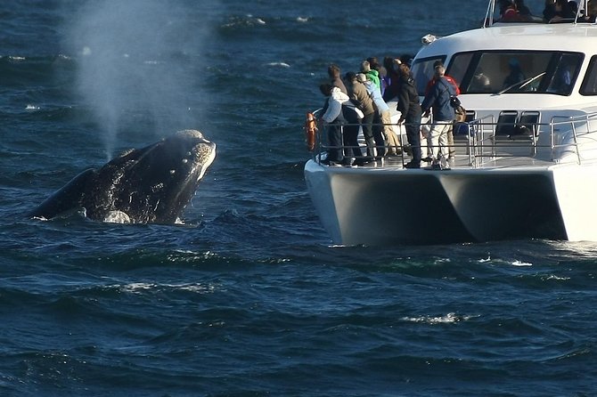 Hermanus Whale Watching Shared Boat Trip and Private Wine Tour from Cape Town - Hermanus, penguins, wine: the best order for one unforgettable day