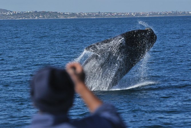 Hermanus Whale Watching Shared Boat Trip and Private Wine Tour from Cape Town - Stony Point Penguins: the quick stop that delivers real joy