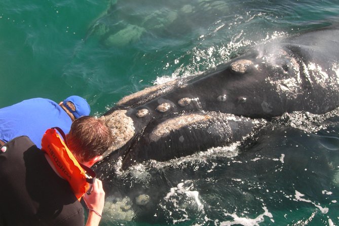 Hermanus Whale Watching Shared Boat Trip and Private Wine Tour from Cape Town - Wine estate time in Hemel-en-Aarde: tasting without turning lunch into a mission