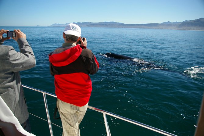 Hermanus Whale Watching Shared Boat Trip and Private Wine Tour from Cape Town - Value check: does the $242.29 price make sense?