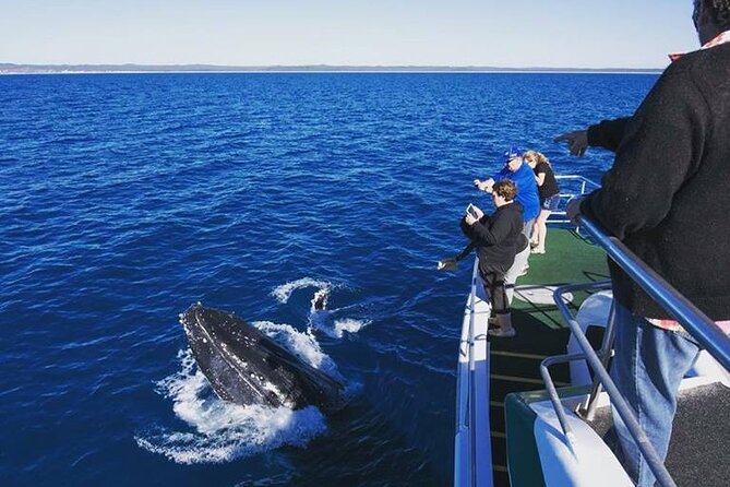Hervey Bay: Best Value Half Day Whale Watching Cruise - Quick Cat II: Getting You Close to Humpbacks in Real Time