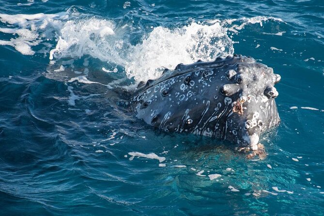 Hervey Bay: Best Value Half Day Whale Watching Cruise - K’Gari (Fraser Island) Stop: Coastal Views and the Start of the Search