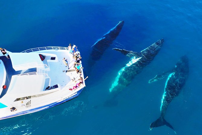 Hervey Bay: Best Value Half Day Whale Watching Cruise - Deck Views, Comfort, and On-Board Tea (Morning or Afternoon)