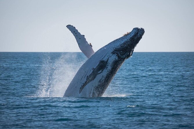 Hervey Bay: Best Value Half Day Whale Watching Cruise - Best Season Matters: July to October Whale-Watching Odds