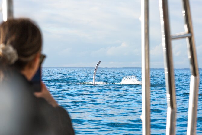 Hervey Bay: Half Day Whale watching & Island Stop Tour - Hervey Bay Whale Watching, But Built Like an Actual Day Out