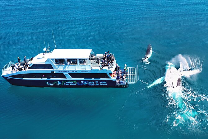 Hervey Bay: Half Day Whale watching & Island Stop Tour - The Swim Option: What You Should Know Up Front