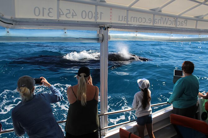 Hervey Bay Ultimate Whale Watching Cruise - Humpback Whale Migration Timing: Mid-July to Early October Guarantee