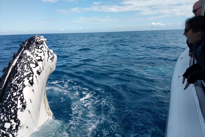 Hervey Bay Ultimate Whale Watching Cruise - Great Sandy Straits Marina in Urangan: Getting to the Right Place