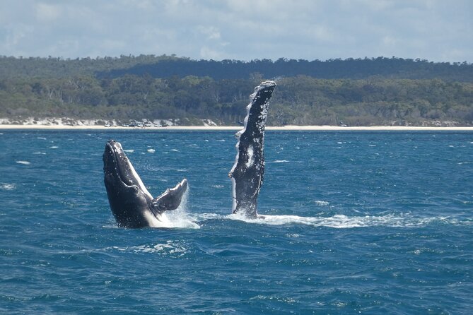 Hervey Bay Ultimate Whale Watching Cruise - The 3-Hour Plan: How the Timing Works on the Water