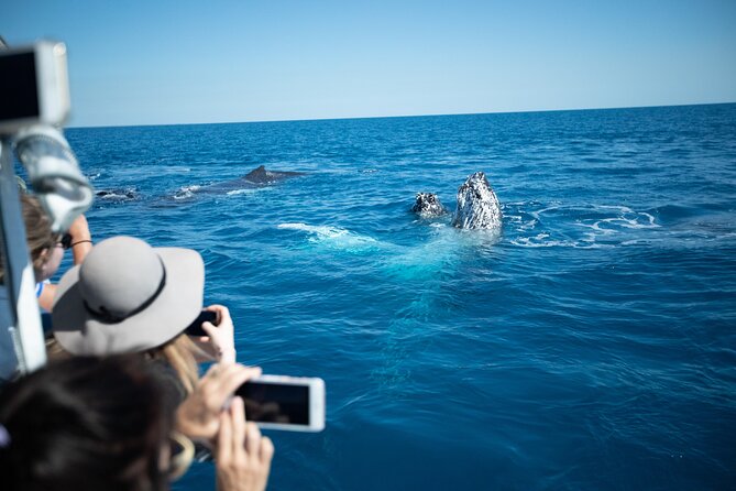 Hervey Bay Ultimate Whale Watching Cruise - Pacific Whale Foundation Eco-Adventures Australia: What You’re Supporting