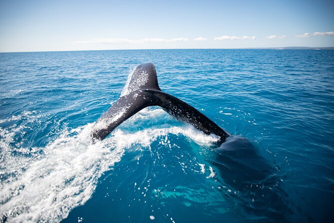 Hervey Bay Ultimate Whale Watching Cruise - Snacks, Kids’ Packs, and Comfort on a Short Cruise