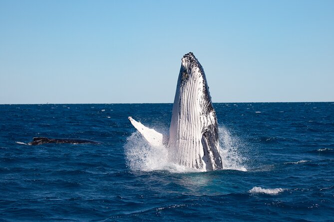 Hervey Bay Ultimate Whale Watching Cruise - What’s the Boat Like, and Why That Matters for Whale Watching