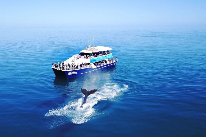 Hervey Bay Whale Watching Cruise - Catamaran whale watching from Urangan: what 4 hours is really like