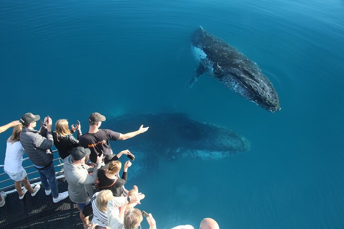Hervey Bay Whale Watching Cruise - Expert commentary and whale facts in six languages