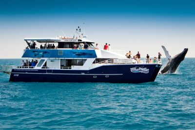 Hervey Bay Whale Watching Cruise - Where you’ll spot humpbacks: windows, the outdoor platform, and hydrophones