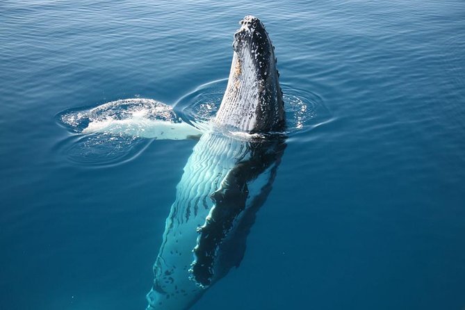Hervey Bay Whale Watching Cruise - Whale sightings guaranteed: what that protection means for your plans