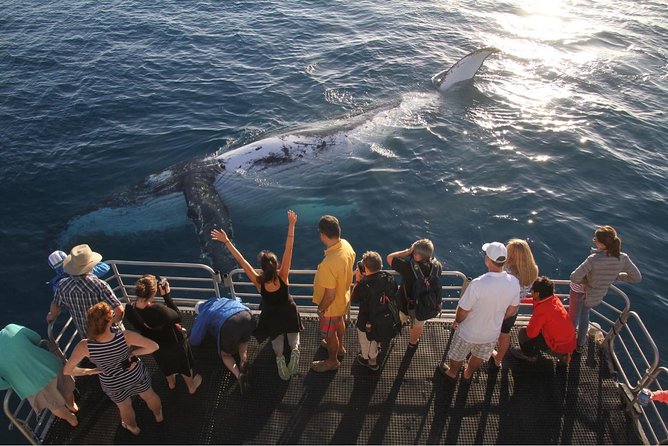 Hervey Bay Whale Watching Cruise - Child-friendly details that actually help adults too