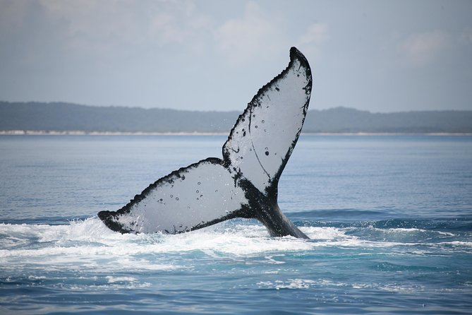 Hervey Bay Whale Watching Cruise - Weather, sea conditions, and what to pack