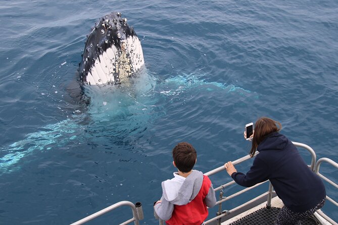 Hervey Bay Whale Watching Cruise - How close is close? Managing expectations for the best views