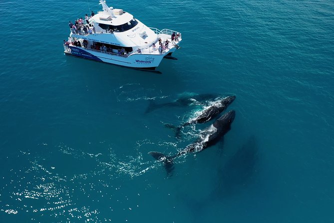 Hervey Bay Whale Watching Experience - Why This Hervey Bay Whale Cruise Feels Different