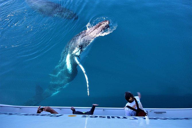 Hervey Bay Whale Watching Experience - What Actually Happens Out on the Water