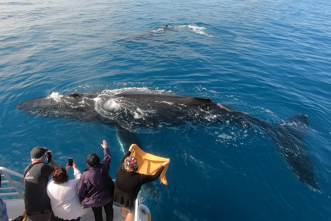 Hervey Bay Whale Watching Experience - Your Onboard Experience: Commentary, Hydrophone, and Cameras