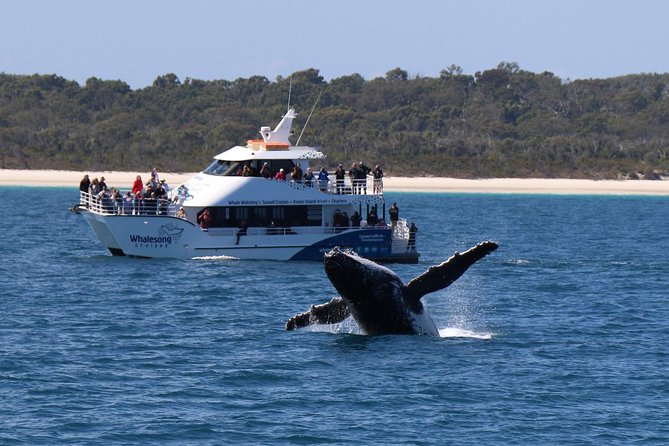 Hervey Bay Whale Watching Experience - Weather Reality: When Conditions Change the Show