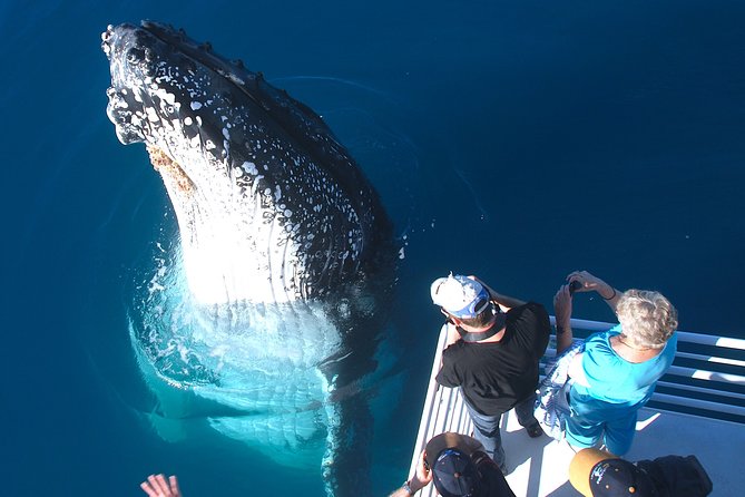 Hervey Bay Whale Watching Experience - Getting There Without Turning It Into a Project