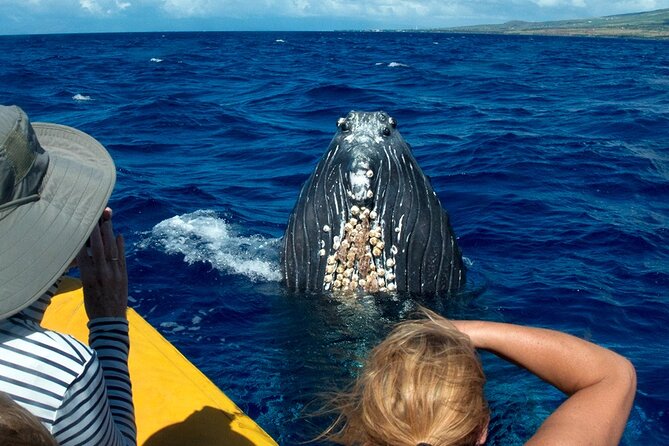 HIGH QUALITY Whale Watch Adventure Aboard Luxury Super Raft - Why Maalaea’s Super Raft Format Changes the Whale Watch