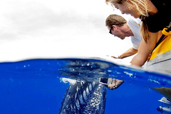HIGH QUALITY Whale Watch Adventure Aboard Luxury Super Raft - Maalaea Harbor: Where the Trip Really Starts