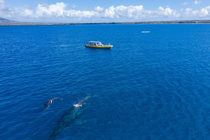 HIGH QUALITY Whale Watch Adventure Aboard Luxury Super Raft - Crew Energy: Captains, Naturalists, and Smart Repositioning