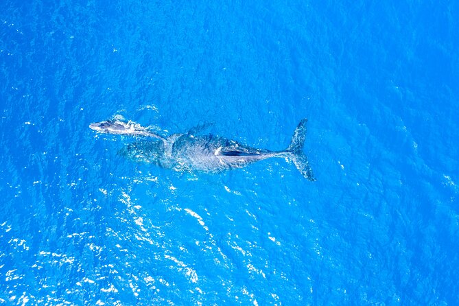 HIGH QUALITY Whale Watch Adventure Aboard Luxury Super Raft - Price and Value: Is $95 Worth It?