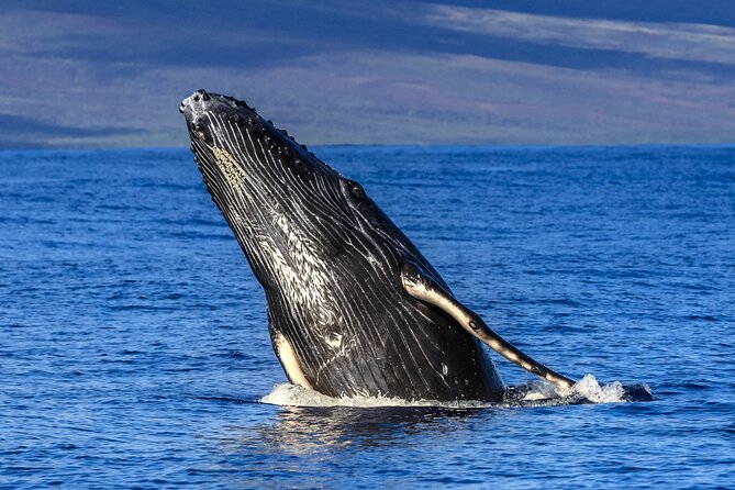 HIGH QUALITY Whale Watch Adventure Aboard Luxury Super Raft - The 1 Hour 45 Minute Whale Watch Timeline, Without the Fluff