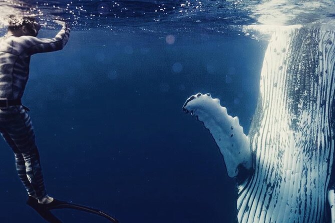 Humpback whale watching and marine life in Moorea - Key highlights you should care about