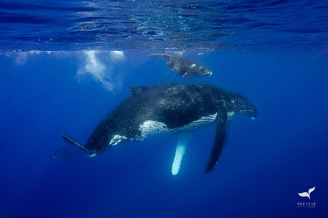 Humpback whale watching and marine life in Moorea - Finding the whales by sound: whale singing is a real moment