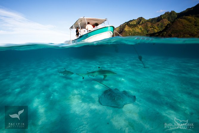 Humpback whale watching and marine life in Moorea - Swimming with humpbacks: when it works, and why it’s not guaranteed