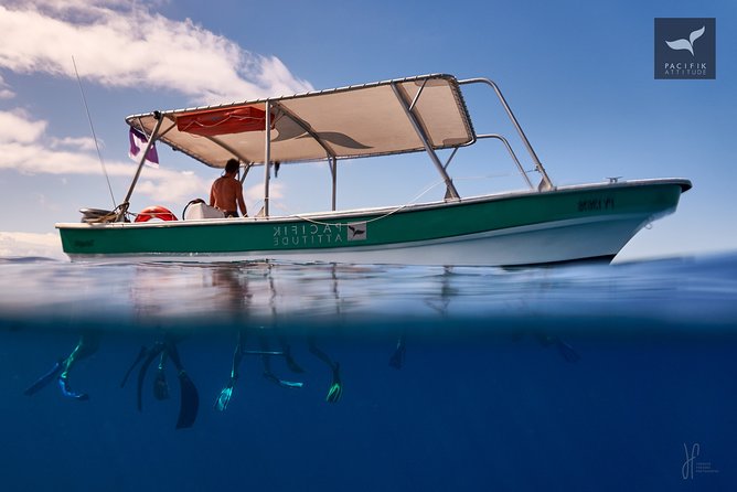 Humpback whale watching and marine life in Moorea - Beyond humpbacks: the lagoon menu of marine life