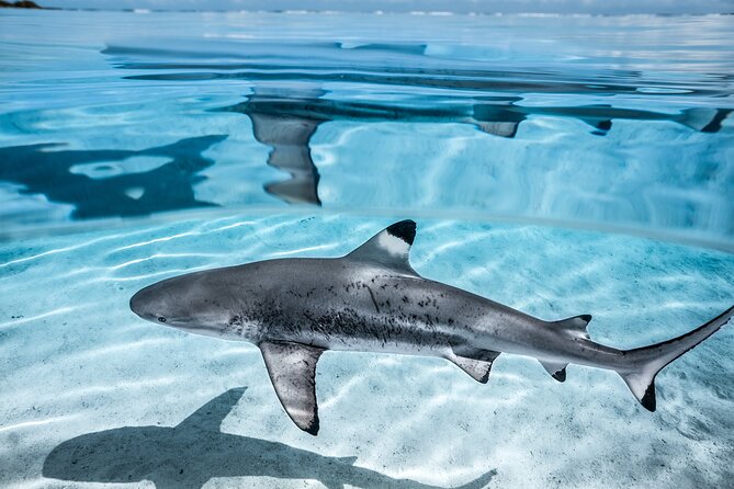 Humpback whale watching and marine life in Moorea - Price and value: is $327.95 worth it?