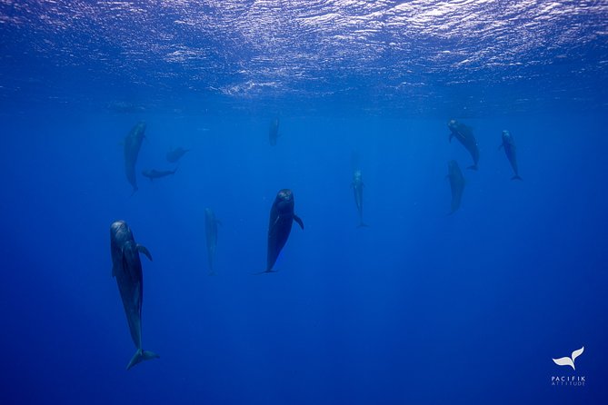 Humpback whale watching and marine life in Moorea - Who should book Pacifik Attitude in Moorea?