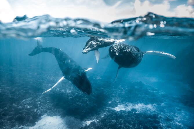 Humpback whale watching and marine life in Moorea - Where you meet changes by month (plan it once)