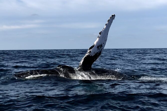 Humpback Whale Watching • Private Tour • Punta Mita - Key Highlights Before You Go