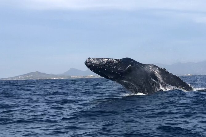 Humpback Whale Watching • Private Tour • Punta Mita - From Punta Mita Pier to the Whale Search: The 1.5-Hour Flow